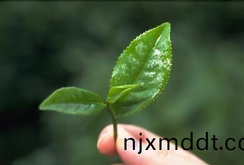 遠紅外加熱(re)技(ji)術在茶葉(ye)加工中的應(ying)用(yong)